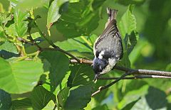 Coal Tit